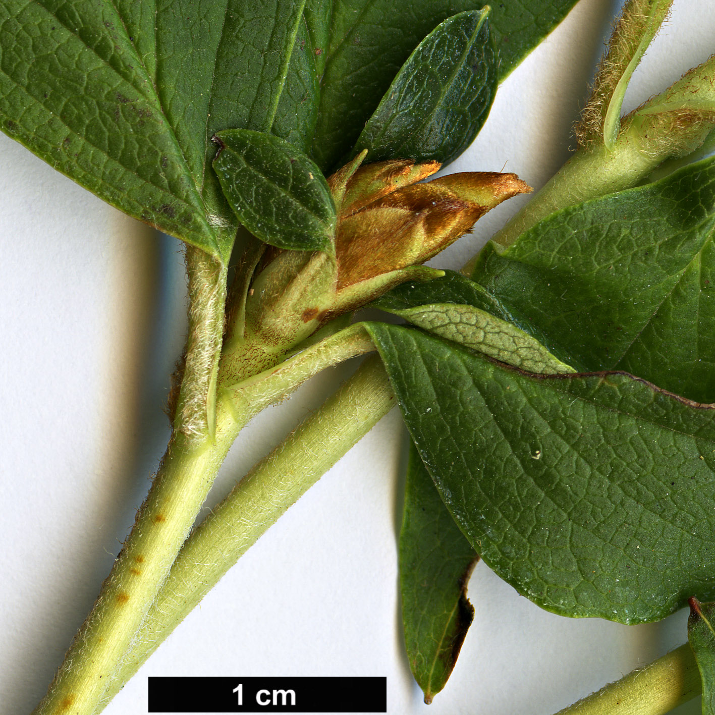 High resolution image: Family: Ericaceae - Genus: Rhododendron - Taxon: reticulatum